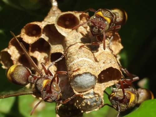 Ropalidia Paper Wasps Eusocial Friendly