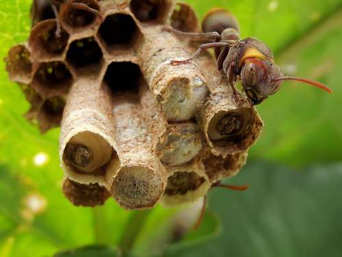 Ropalidia Paper Wasp Nest Larvae Insects Outdoor