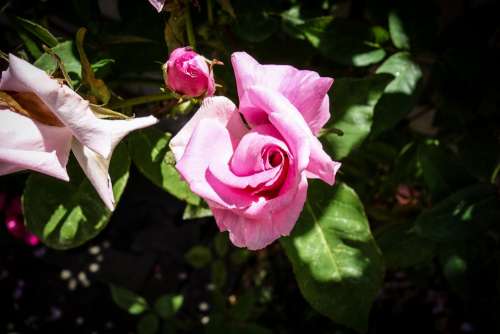 Rose Rose Bloom Blossom Bloom Flower Nature