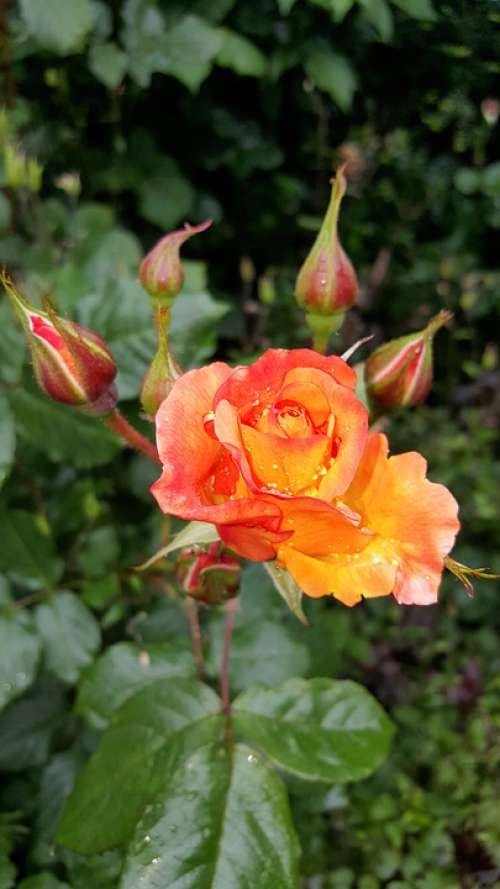 Rose Plant Peach Orange Garden
