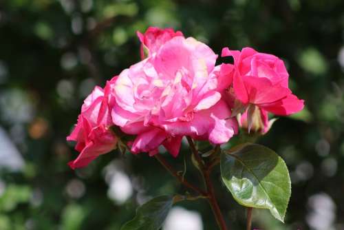 Rose Flower Blossom Bloom Nature Romantic