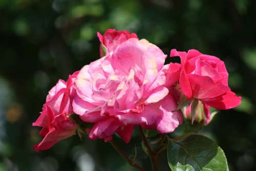 Rose Flower Nature Love Romantic Plant Beauty