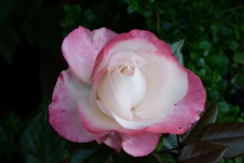 Rose Flower Bloom Hybrid Pink Blush Nostalgia