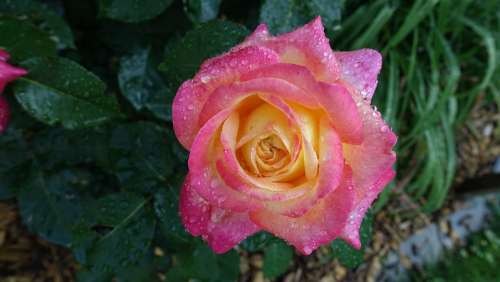 Rose Dew Nature Flower Blossom Bloom Plant