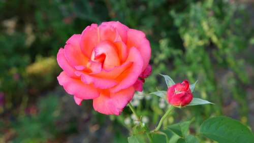 Rose Flower Nature Summer Pink Romantic Plant