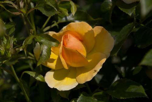 Rose Flower Nature Romantic Rose Bloom Romance