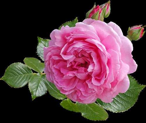 Rose Pink Flower Leaves Buds Fragrant Perfume