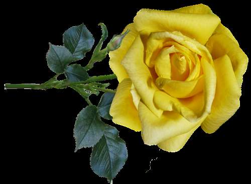Rose Yellow Flower Stem Fragrant Perfume