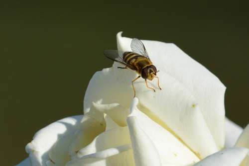 Rose Hoverfly Insect Summer Close Up Weis