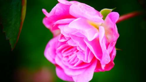 Rose Roses Pink Love Romance Flower Romantic