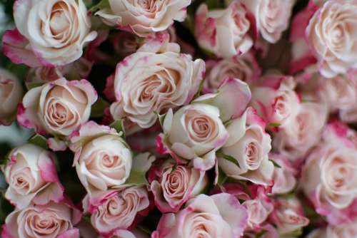 Rose Bouquet Flowers