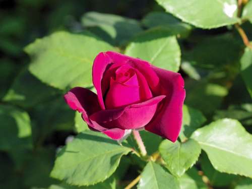 Rose Red Flower Blossom Bloom Plant Romantic