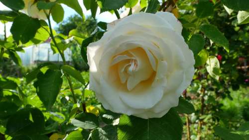 Rose Flower Summer Plant Beauty Love Garden