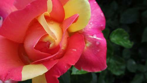 Rose Flower Nature Bloom