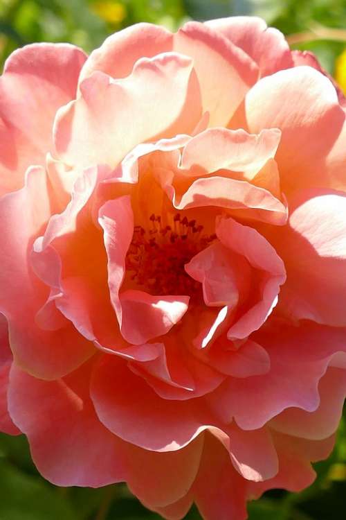 Rose Flower Flora Orange Pink Nature Stamen