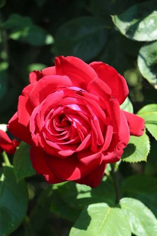 Rose Blossom Bloom Flower Romantic Love Nature