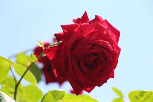 Rose Flower Nature Romantic Love Red Rose Bloom