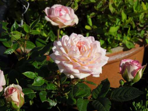 Rose Flower Bloom Blossom Pink Nature Floral