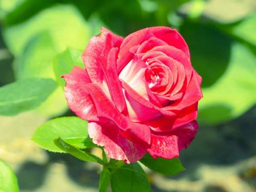 Rose Flower Red Bloom Nature Pink Beauty Petals