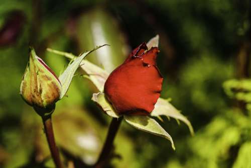 Rose Bud Flower Nature