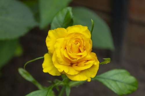 Rose Tea Rose Flower Yellow Petals Blooms At