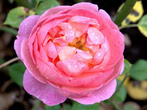 Rose Pink Water Drops Flowers Love Roses
