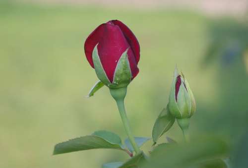 Rose Burgundy Flowers Romantic Petals