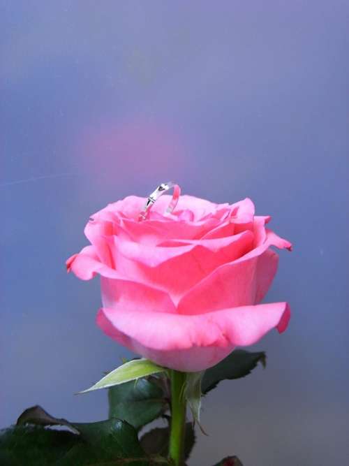 Rose Ring Love Wedding Forever Flower Roses