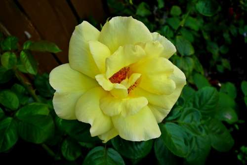 Rose Flower Beauty Love Garden The Smell Of