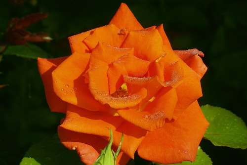 Rose Flower Orange Rosa Drops Of Water Garden