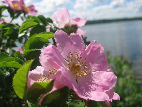 Rose Hip Lake Pink Nature Flower Water Roses