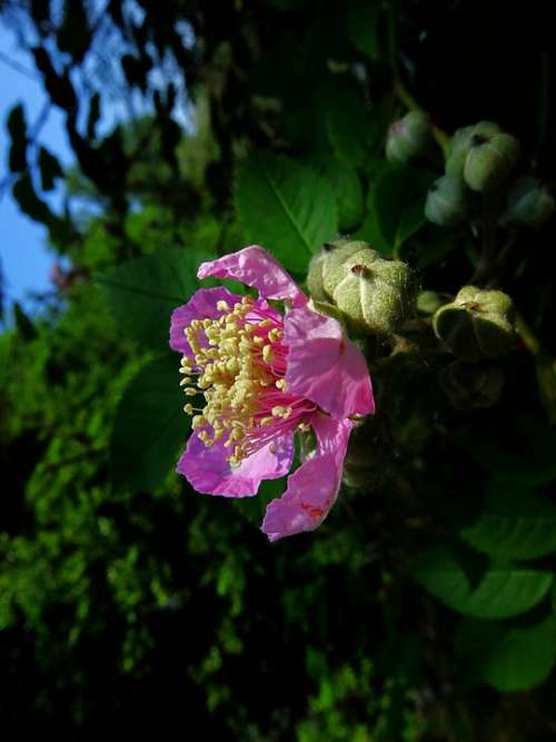 Rose Of Thorns Bush Natural May