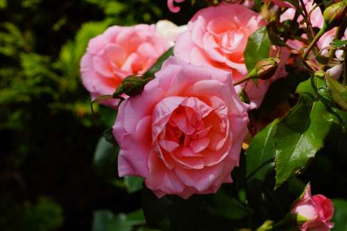 Roses Flowers Pink Tender Love Romantic