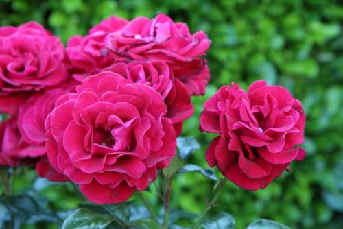 Roses Pink Red Rose Romantic Garden Botany