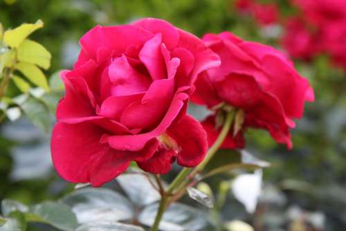 Roses Pink Red Rose Romantic Garden Botany