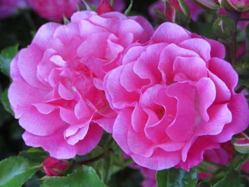 Roses Flowers Pink Flower Romance Petals Garden