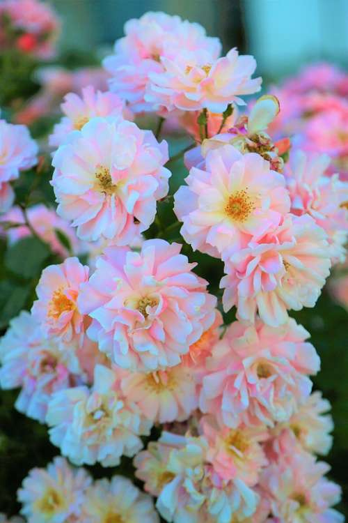 Roses Flowers Spring Nature Plant Pink Blooming