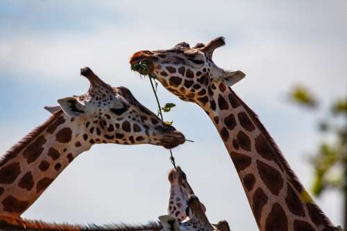 Rothschild Giraffe Giraffe Long Neck Horns