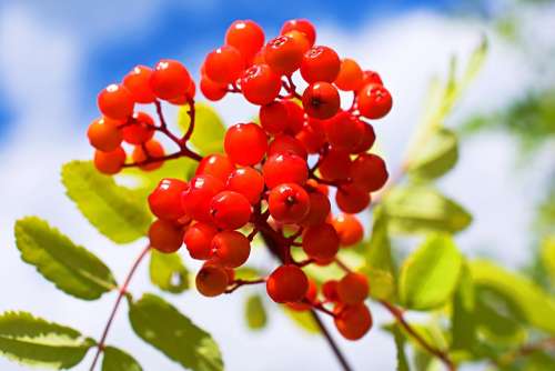 Rowanberry Bush Berry Berries Fruits Nature Bush