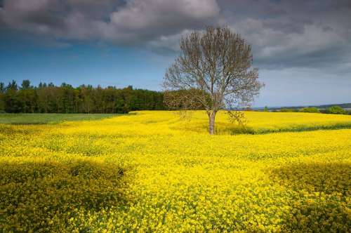 Rügen Island Oilseed Rape Landscape Spring Yellow