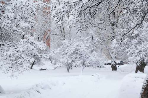 Russian Winter White Snow Snow Covered Trees Moscow