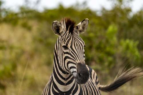 Safari Africa Zebra Animal World Stripes Nature