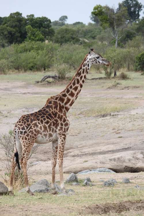 Safari Africa Animal Nature Wilderness Wild
