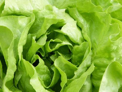 Salad Lettuce Green Fresh Vitamins Vegetarian