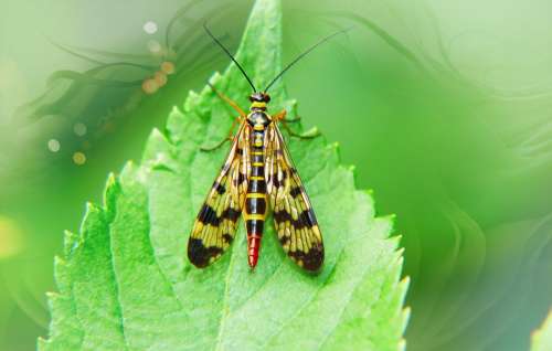 Scorpionica Total Female Insect Wings Model Leaf