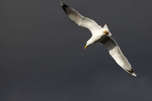 Seagull Animal Bird Feather Fly