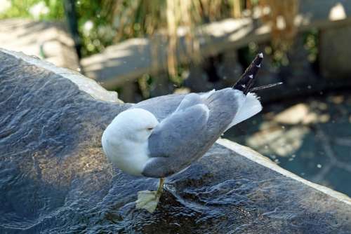 Seagull Black Backed Gull Bird Water Rest Nature