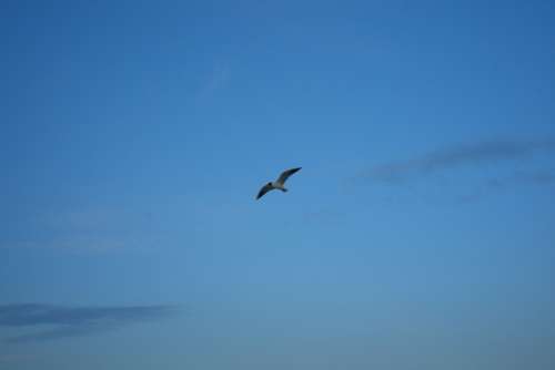 Seagull Sky Blue Flying Bird Sea Nature Wing