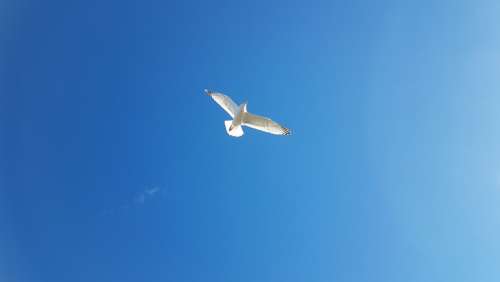 Seagull Birds Sky Blue Flying Vacations Sea