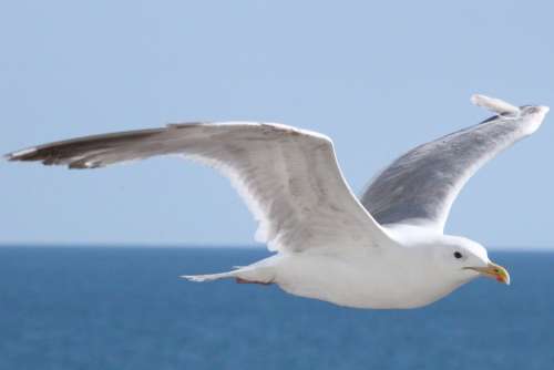 Seagull Brighton Bird Flying Soaring Wings